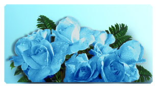 DSC700 061 Bouquet Of Roses Blue